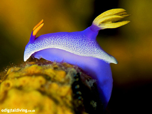 Nudibranch (Hypselodoris bullockii) Taken with D200 and 1... by David Henshaw 